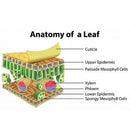 Optic Foliar Overgrow  (RTU)